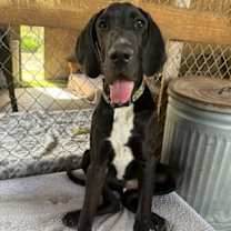 Thumbnail photo of Ozzy #1