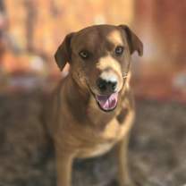 Thumbnail photo of Anakin #2