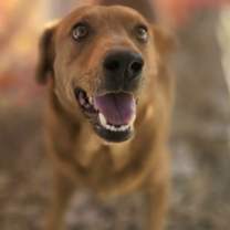 Thumbnail photo of Anakin #3