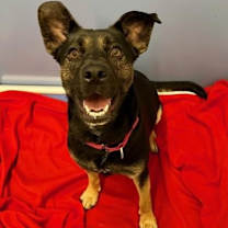 Thumbnail photo of Harley #1