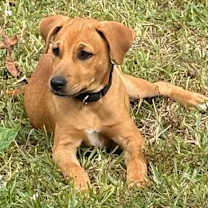 Thumbnail photo of Caramella #2