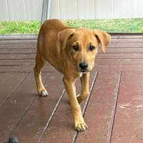 Thumbnail photo of Caramella #3