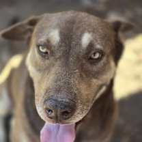 Thumbnail photo of BECKETT #4