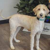 Thumbnail photo of Dream #2