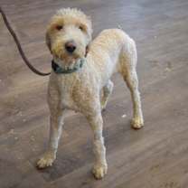 Thumbnail photo of Dream #3