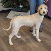 Thumbnail photo of Dream #4