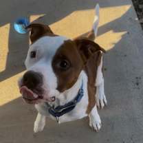 Thumbnail photo of Romeo #2