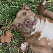 Thumbnail photo of Trooper #2