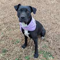 Thumbnail photo of Gilly Bean  #1