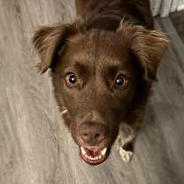 Thumbnail photo of Milkyway aka Zeke CS #3