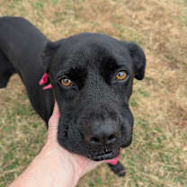 Thumbnail photo of Stormie *AVAILABLE IN FOSTER* #4