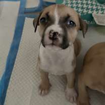 Thumbnail photo of Lyra #2