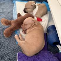 Thumbnail photo of Lyra #3