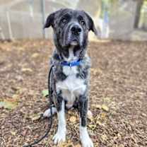 Thumbnail photo of Lassen #3