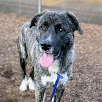 Thumbnail photo of Lassen #4