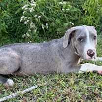 Thumbnail photo of Forest #2