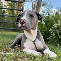 Thumbnail photo of Forest #4