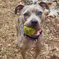 Thumbnail photo of Juno Summer 21925 #1