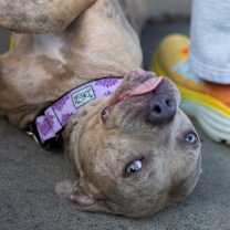 Thumbnail photo of Juno Summer 21925 #2