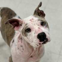 Thumbnail photo of Cotton #3