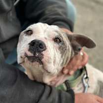 Thumbnail photo of Cotton #4