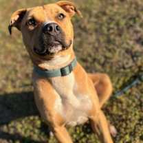 Thumbnail photo of Gismo #1