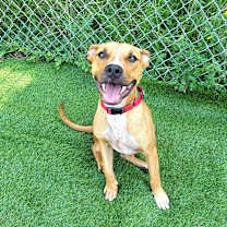 Thumbnail photo of Gismo #2