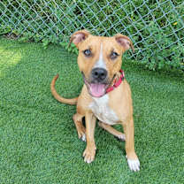 Thumbnail photo of Gismo #3