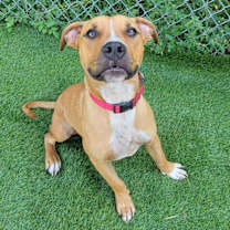 Thumbnail photo of Gismo #4