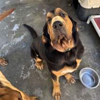 Thumbnail photo of Waylon #1