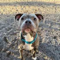 Thumbnail photo of Kasha #3