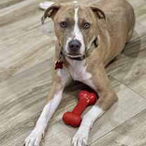 Thumbnail photo of Milo #1