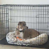 Thumbnail photo of Milo #2