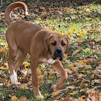 Thumbnail photo of Maverick #3