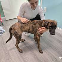 Thumbnail photo of Nova #4