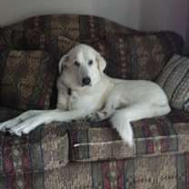 Thumbnail photo of Sadie #1