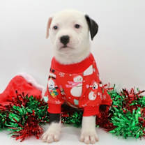 Thumbnail photo of Ella #1