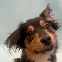 Thumbnail photo of Pebbles #1