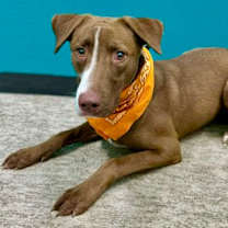 Thumbnail photo of Snickers #3