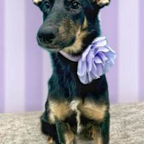 Thumbnail photo of Gretel #3