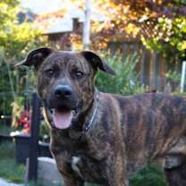 Thumbnail photo of King #1