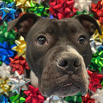 Thumbnail photo of Gertie #1