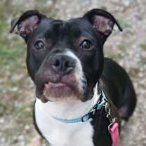 Thumbnail photo of Gertie #2