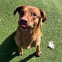 Thumbnail photo of Gumbo - Better than your southern cooking! #2