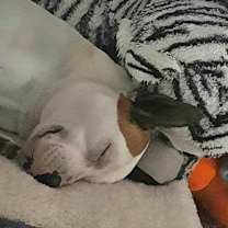 Thumbnail photo of Dexter #2