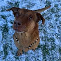 Thumbnail photo of Gumbo - Better than your southern cooking! #4