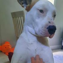 Thumbnail photo of Dexter #3