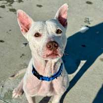 Thumbnail photo of Roo #4