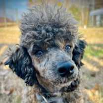 Thumbnail photo of Brindle Nov 25 #1