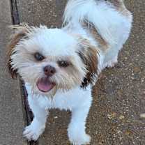 Thumbnail photo of DeChen #2